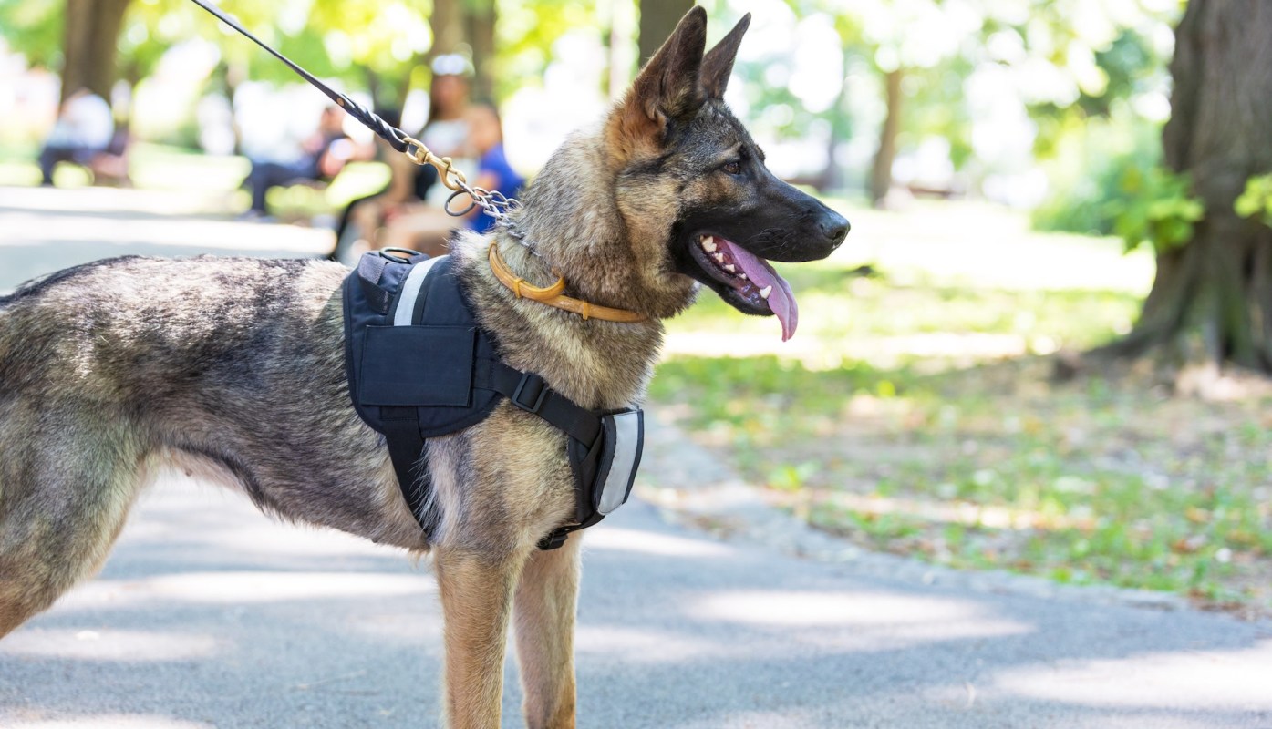 Japan is enlisting specially trained detector dogs to sniff out venomous fire ants in cargo shipments at major ports.