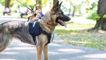 Japan is enlisting specially trained detector dogs to sniff out venomous fire ants in cargo shipments at major ports.