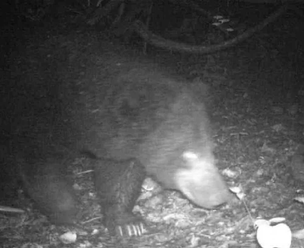 A recent camera-trap survey in West Bengal's forests revealed several clear images of sloth bears in the Kotshila–Jhalda range of Purulia district in India. 