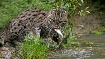 According to a study led by scientists at the University of Calcutta, both metals and microplastics have been found in the scat samples of fishing cats.