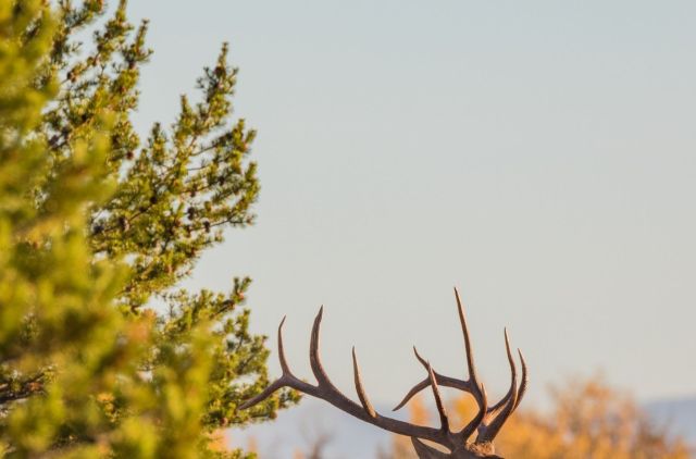 Some humans can be unbelievably disrespectful to wildlife. This video shows a group of tourists taunting an elk until it charges at them.