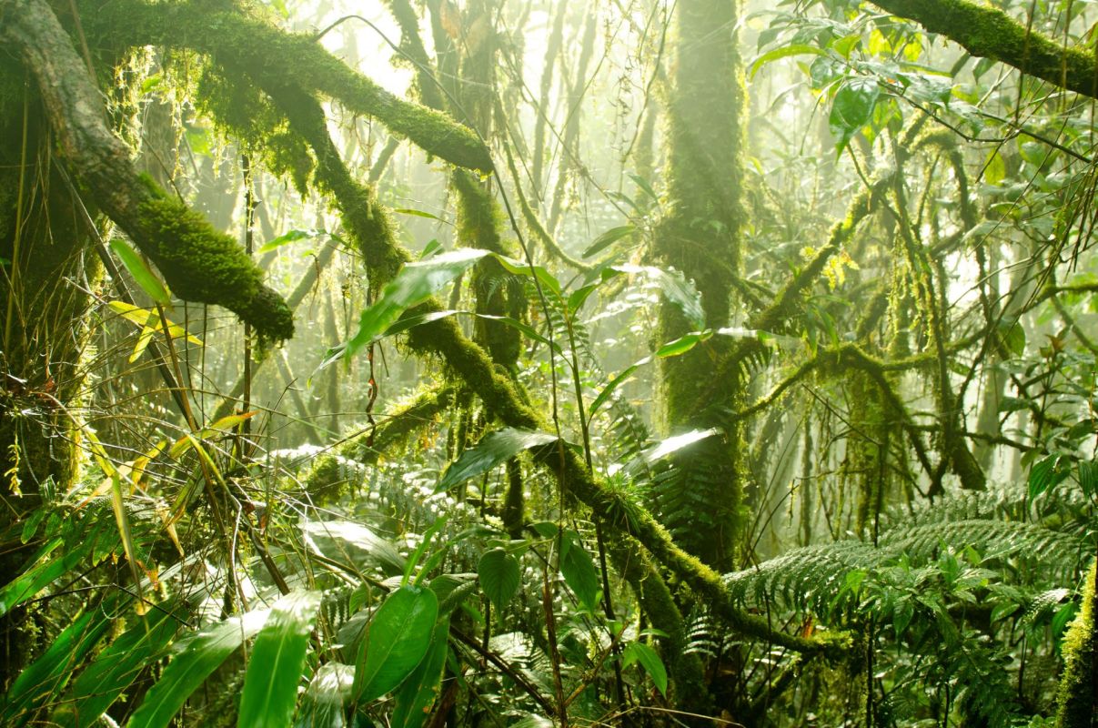 Plants in tropical regions are extending their roots deeper into the soil in an effort to find the water they need to survive.