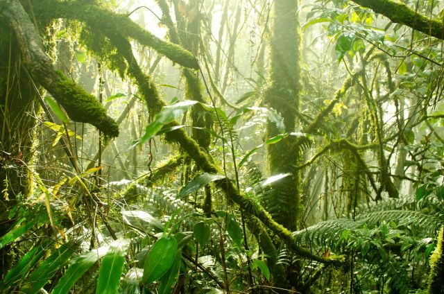 Plants in tropical regions are extending their roots deeper into the soil in an effort to find the water they need to survive.