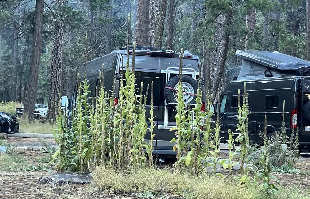 A visitor to Yosemite Natural Park shared a photo of tall, stalk-like Mullein plants shooting up from the ground at a campsite, calling them a monstrosity.