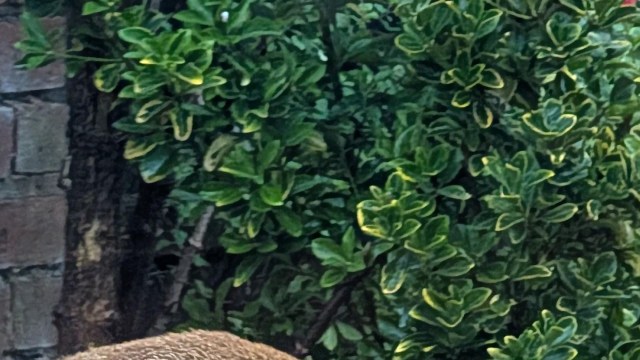 A Redditor shared the story of how they discovered a fox was pooping on their lawn.