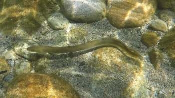 Over 99% of freshwater eels consumed worldwide come from threatened species, according to a new study.