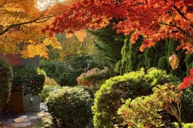 A Redditor shared the stunning images from their friend's garden, highlighting the serene natural beauty of home gardens.