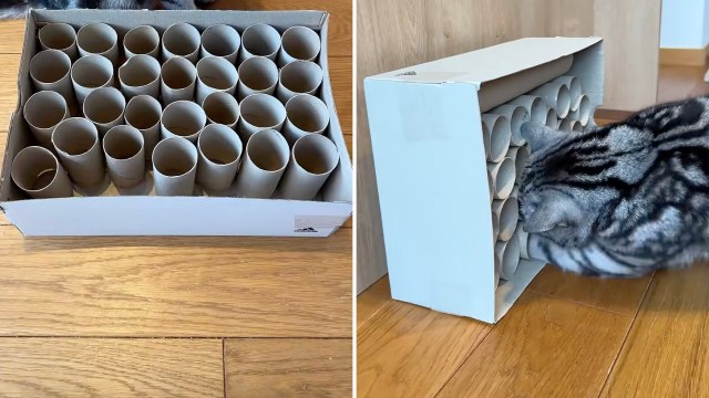 Savvy pet owners are loving this frugal cat toy made from empty toilet paper rolls.