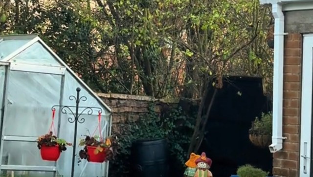 A gardener on TikTok shared a heartwarming clip of their yard's latest visitors — several magpies making themselves at home.