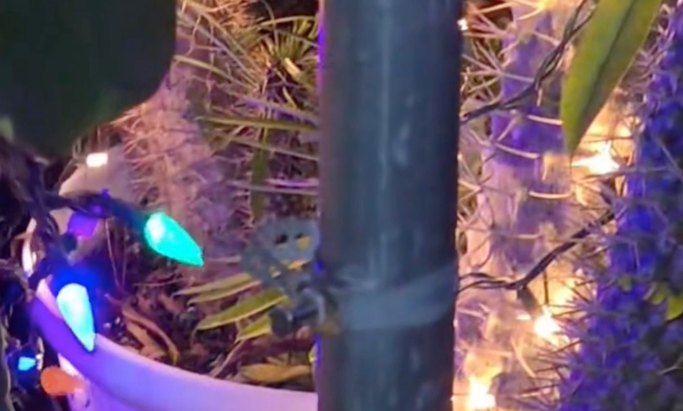 These garden frogs found a home in one homeowner's natural garden, demonstrating the benefits of rewilding outdoor spaces.