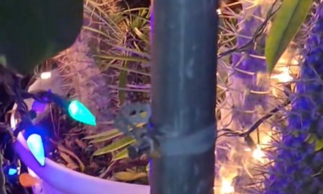 These garden frogs found a home in one homeowner's natural garden, demonstrating the benefits of rewilding outdoor spaces.