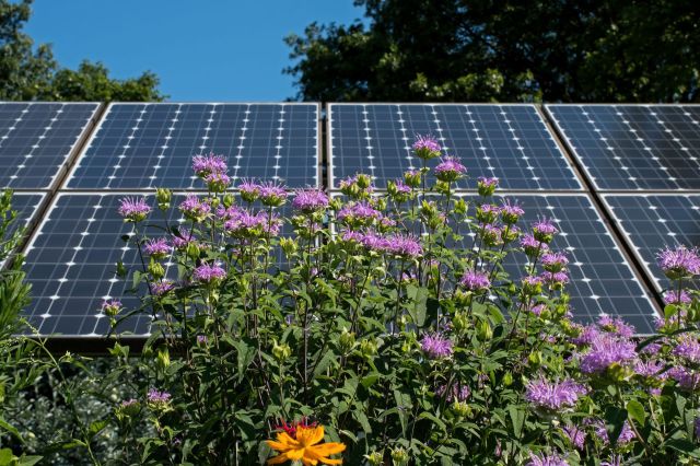 When solar panels are installed above rooftop gardens — known as rooftop agrivoltaics — plants are better protected and help generate electricity.