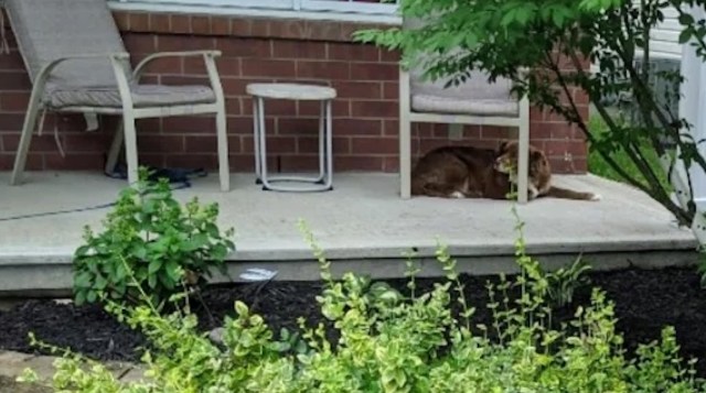 One homeowner on the subreddit r/gardening shared how they created a pollinator-friendly garden at their new home.