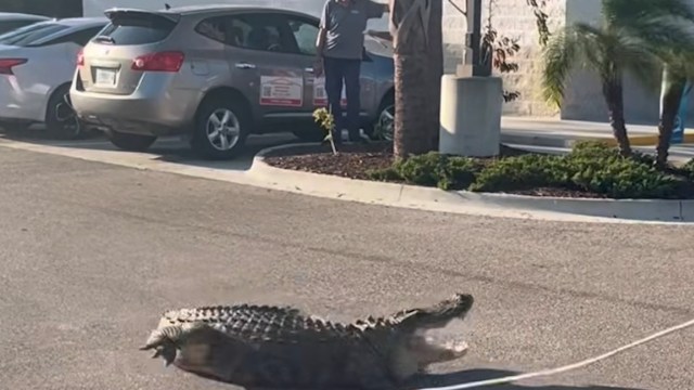 Law enforcement officers responded to calls to remove a 10-foot alligator outside a 7-Eleven convenience store in Florida.