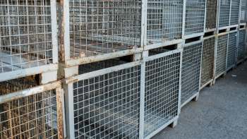 Gibbons are being pushed closer to extinction as the illegal pet trade continues to escalate.