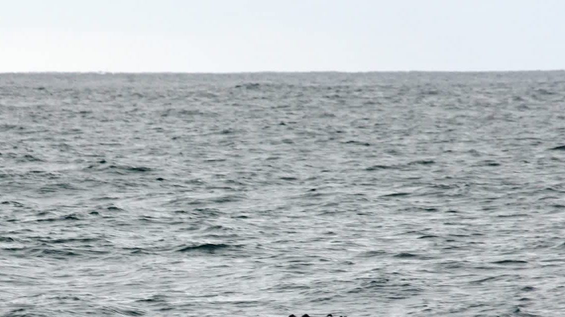 Researchers found a rare whale species, a ginkgo-toothed beaked whale, alive for the first time near the coast of Baja California, Mexico.