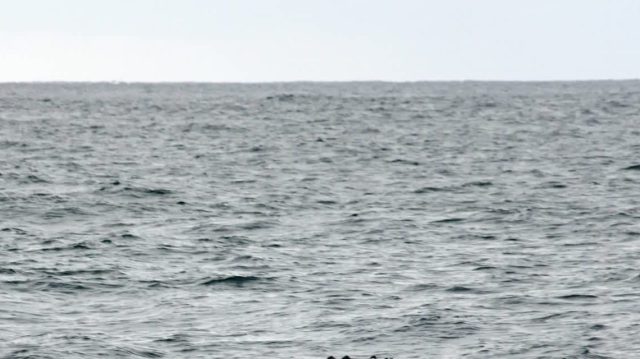 Researchers found a rare whale species, a ginkgo-toothed beaked whale, alive for the first time near the coast of Baja California, Mexico.