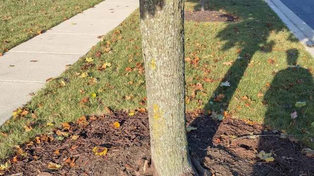 One Reddit user was shocked to discover that the trees in their yard had been covered with way too much mulch.