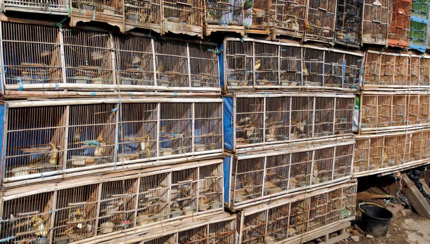 A study published in Current Biology mapped two decades of data and found that the volume of wildlife being shipped across borders is far greater — and less regulated — than previously thought.