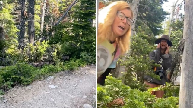 A TikTok user posted a video showing a wild encounter with mountain goats they had while hiking.