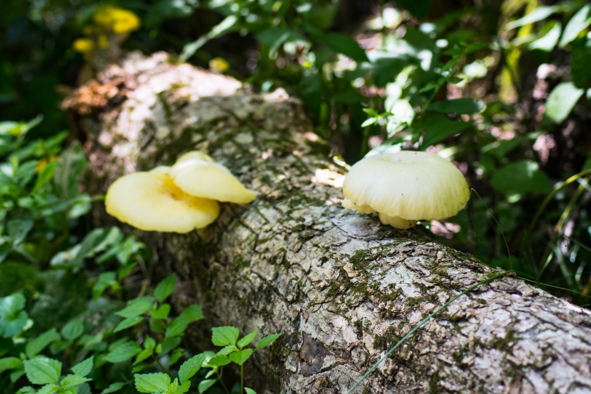 The golden oyster mushroom, prized for its bright yellow caps and rich flavor, is now being spotted far beyond home gardens and markets.