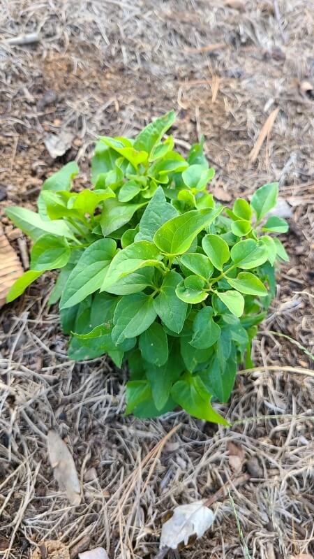 One Redditor was shocked to discover an invasive sweet autumn clematis taking over their yard.