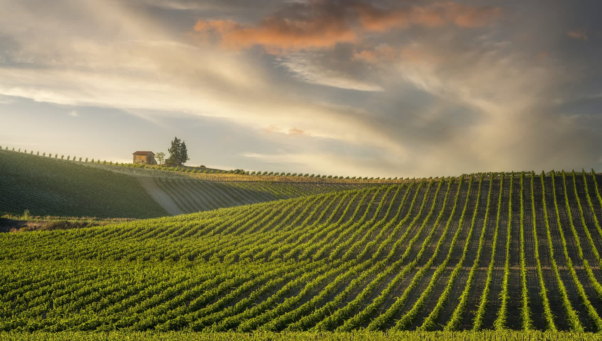 Farmers devastated as extreme conditions wipe out key crops: 'Heavy damage'