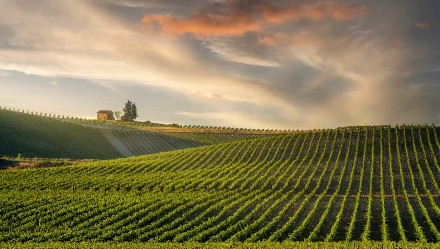 Farmers in India are facing three threats to their grape crops, including flooding and damage from bats.