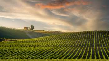 Farmers in India are facing three threats to their grape crops, including flooding and damage from bats.