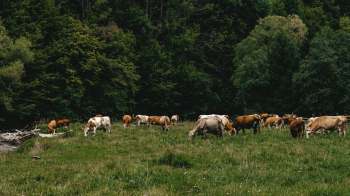 The California Department of Fish and Wildlife announced that livestock losses between the months of March and September had reached an all-time peak.