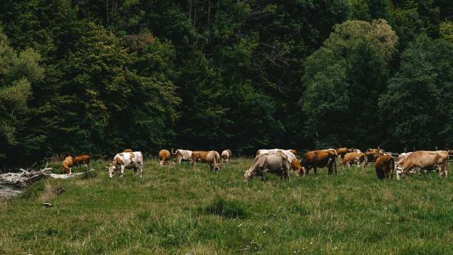 The California Department of Fish and Wildlife announced that livestock losses between the months of March and September had reached an all-time peak.