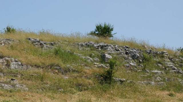 A lizard's turf war is underway in New Orleans, reported on the Louisiana Illuminator, and researchers at Tulane University recently identified a contributing factor.