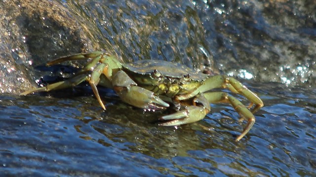 A Boston chef is turning an environmental challenge into a flavorful community solution, all centered around the invasive green crab.