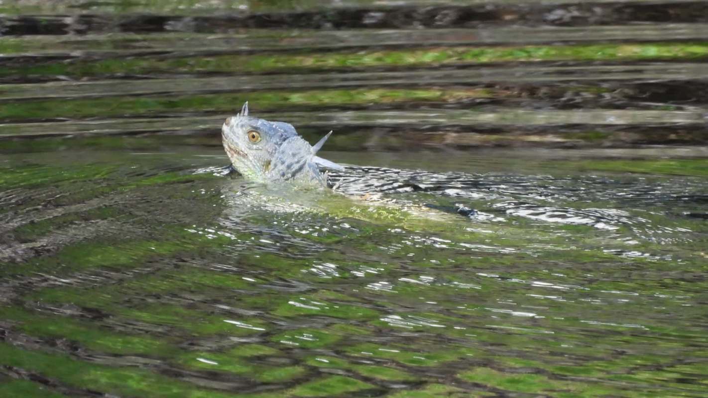 A report from the Palm Beach Post details a new style of iguana hunting meant to control the non-native green iguana population.