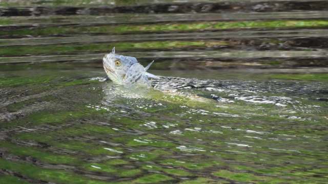 A report from the Palm Beach Post details a new style of iguana hunting meant to control the non-native green iguana population.