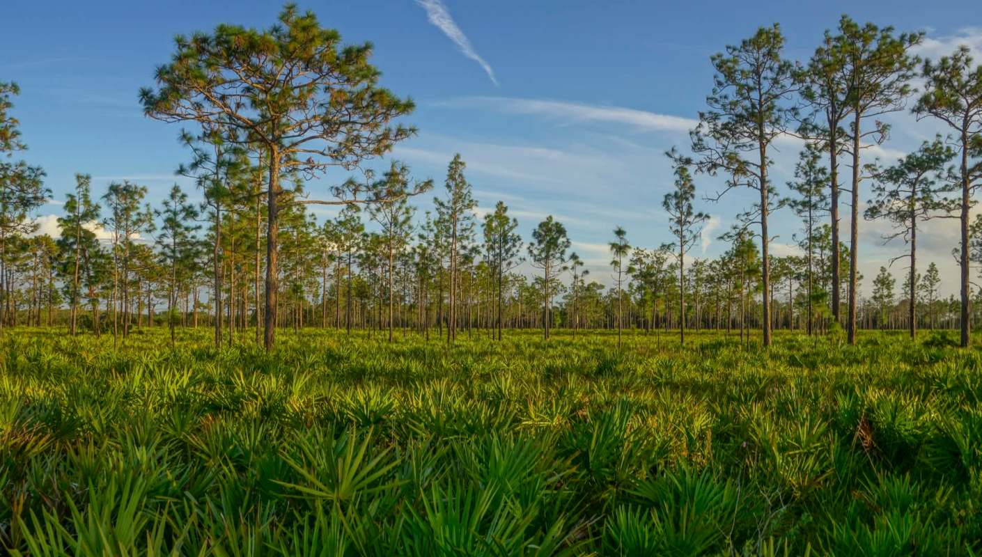 Florida residents dealing with invasive green iguanas now have more ways to get rid of the pests.