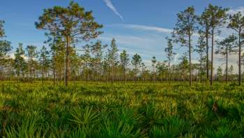 Florida residents dealing with invasive green iguanas now have more ways to get rid of the pests.