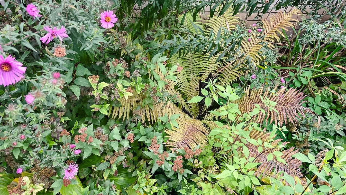 One Reddit user found out how beneficial green tree frogs can be for a garden — they're natural pest control.