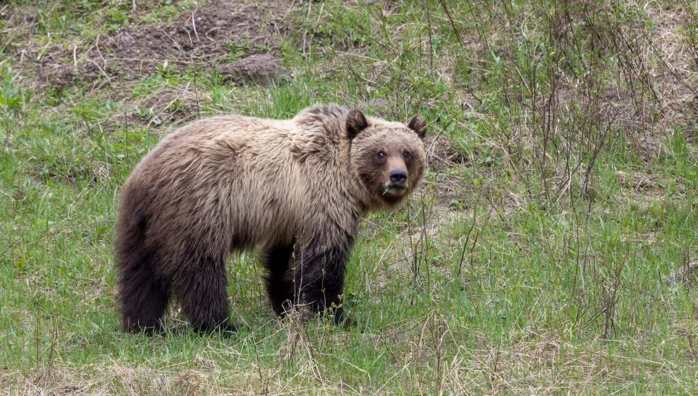 An Alberta hunter was seriously injured in a grizzly bear attack, and the encounter could have been made more likely because of warmer temperatures.