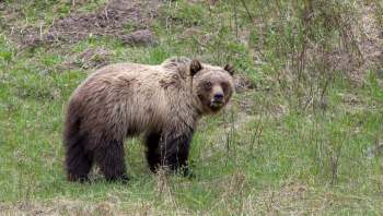 An Alberta hunter was seriously injured in a grizzly bear attack, and the encounter could have been made more likely because of warmer temperatures.