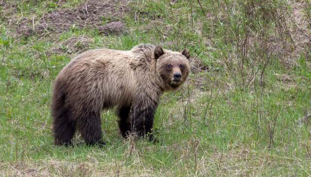 One photographer captured tourists getting too close for comfort to a grizzly in Grand Teton National Park.