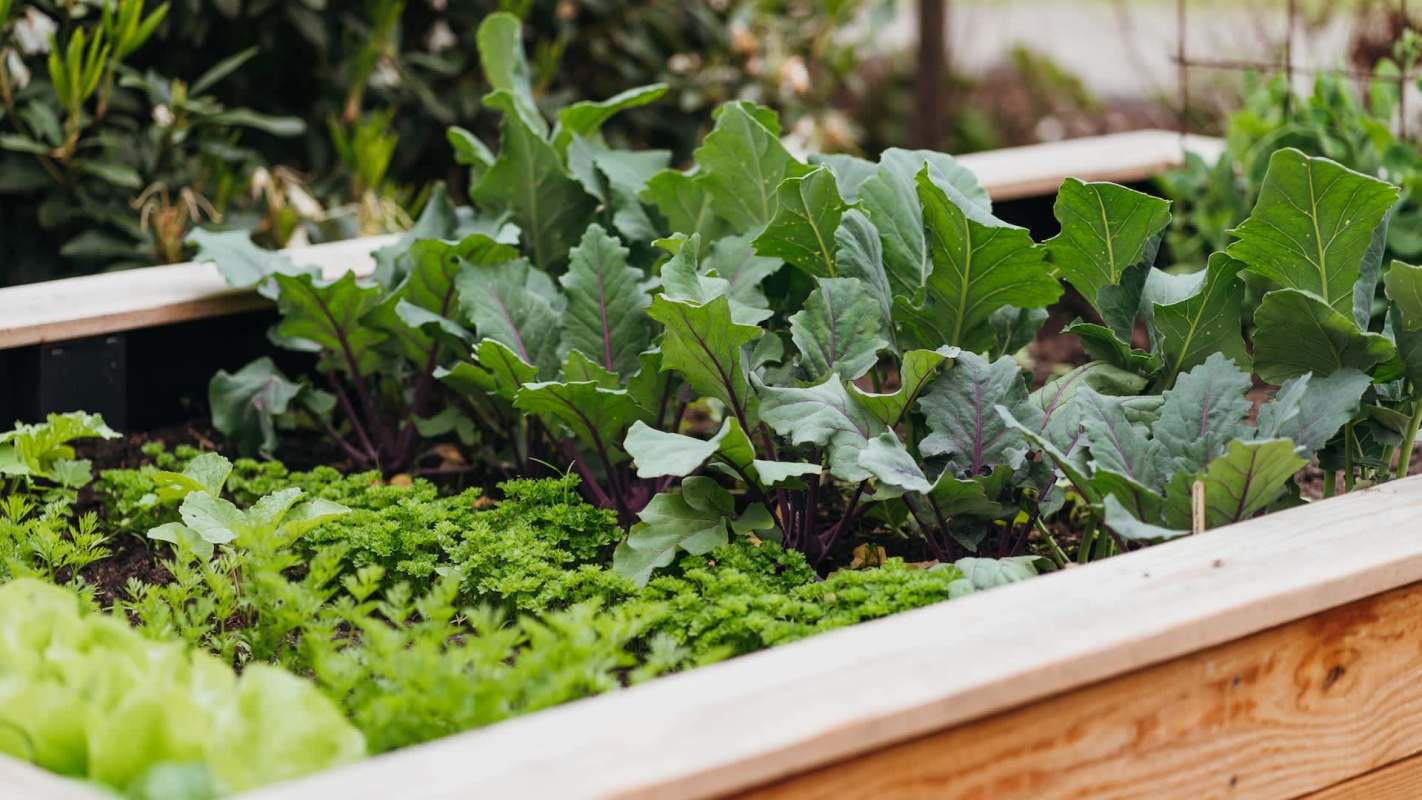 One gardener's unexpected visitor — a chunky little groundhog — is melting hearts in a new viral TikTok.