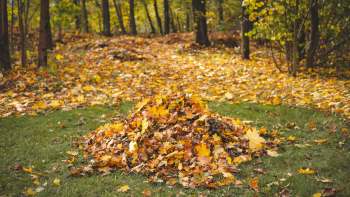 A well-fed groundhog has captured the internet's attention.