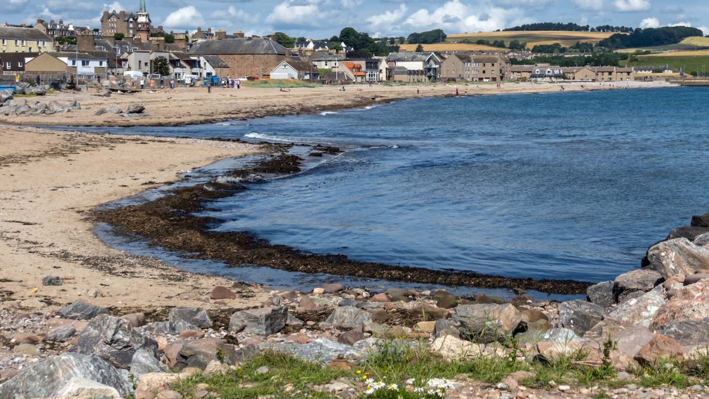 The sucker-laden members belong to a blob-like, seven-armed octopus that lives at depths of up to 3,900 feet.