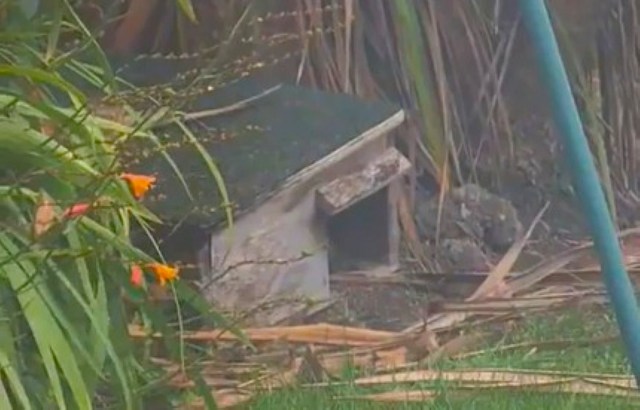 One Redditor’s family installed a hedgehog home in their garden, hoping to attract them to their property — and it worked.