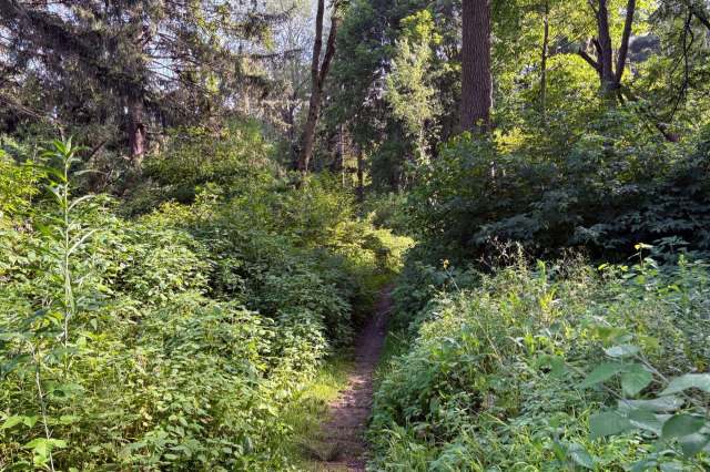 Wisconsin officials are on high alert as an invasive species could threaten millions of trees in the state.