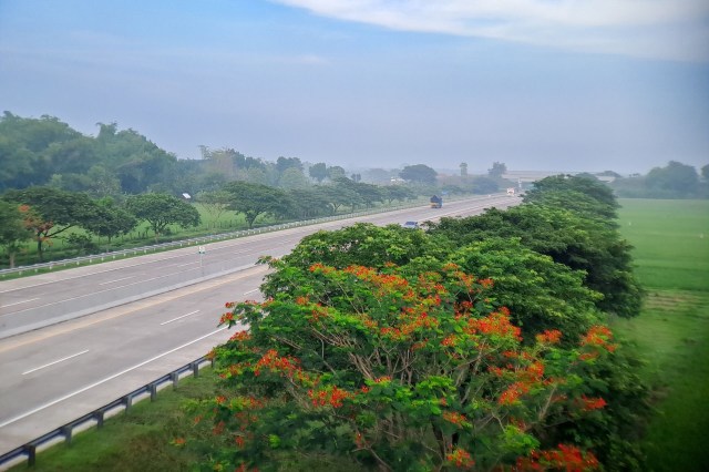 One Reddit user was left baffled after their city's response to reporting the presence of the invasive tree of heaven.