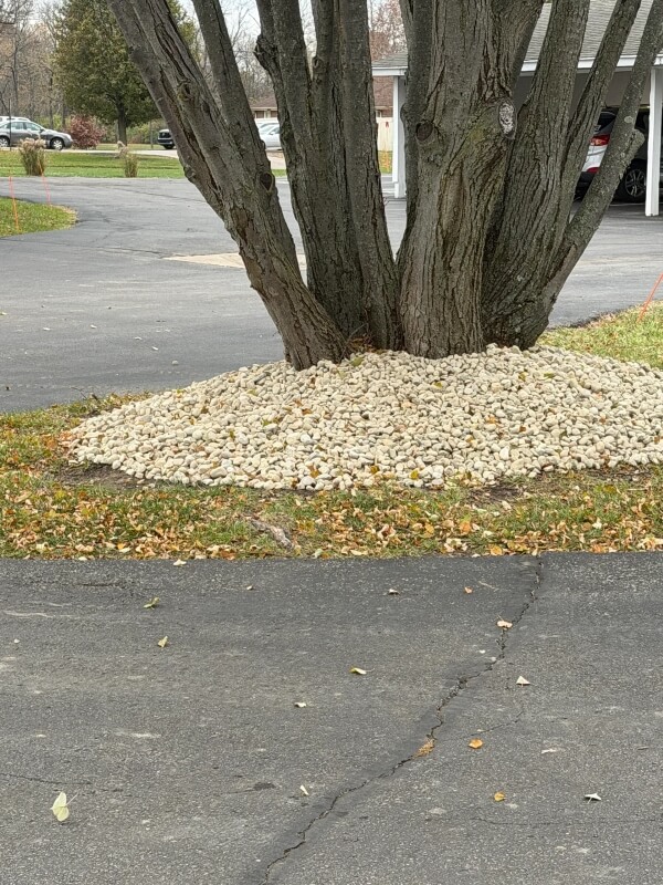 One homeowner was unhappy to find that their homeowners association had made a potentially lethal choice for several trees in their neighborhood.