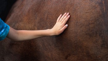A horrifying and deadly mountain lion attack on a horse in California sparked concern about human-wildlife interactions.