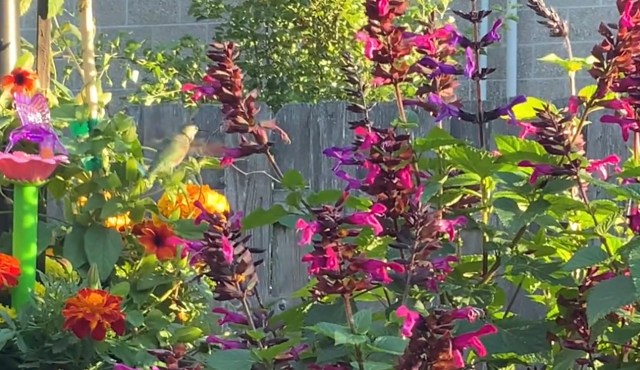 One gardener shared a stunning video of a hummingbird flitting among their flowers.